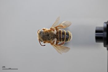 Media type: image;   Entomology 788881 Aspect: habitus dorsal view